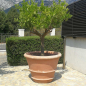 Preview: konischer Blumentopf