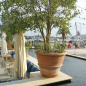 Preview: Blumentopf Medici