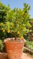 Preview: barocker Blumentopf