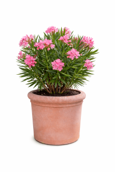 Preview: Terracotta Topf für Olivenbäume - Cilindro con bordo