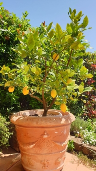 barocker Blumentopf