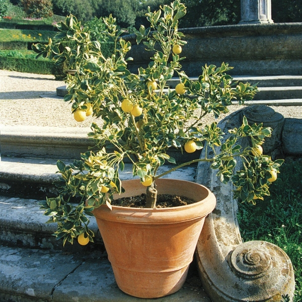 Blumenkübel mit Zitrone