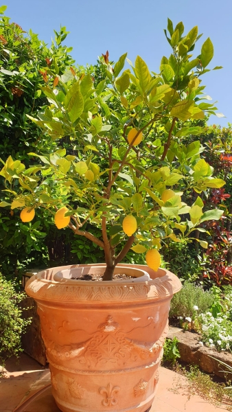 barocker Blumentopf
